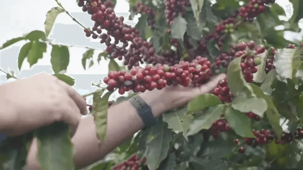 how to balance cost and sustainability in coffee packaging