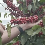 how to balance cost and sustainability in coffee packaging