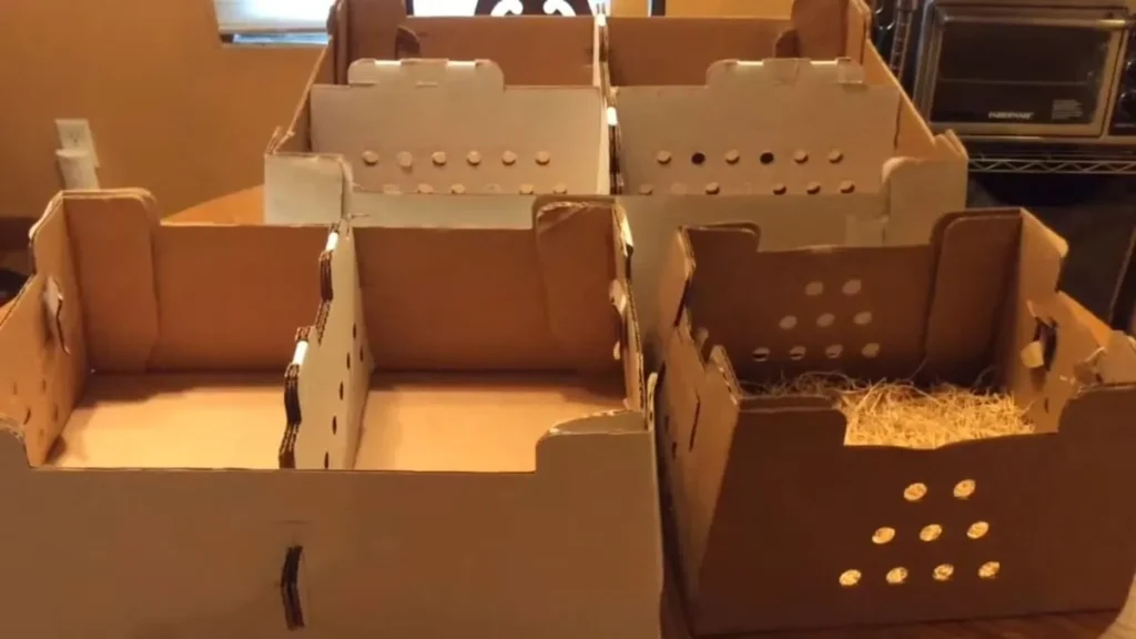 Chick shipping boxes for sale